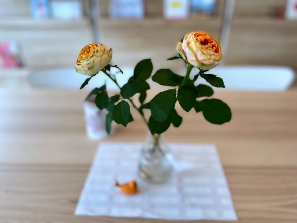 オレンジの薔薇（バラ）